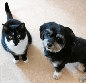 Soin énergétique pour animaux