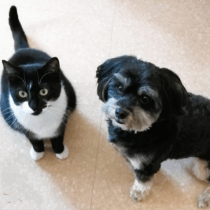 Soin énergétique pour animaux