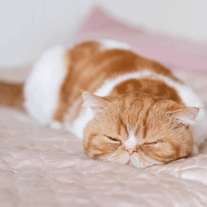 Soin apaisement brûlure animaux