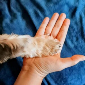 Soin énergétique ciblé pour animaux